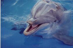 Delfinarium-91-hu-400.jpg