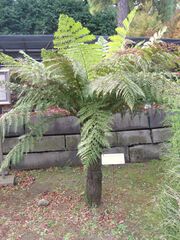 Dicksonia antarctica in Koishikawa gardens.jpg