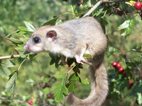 Glis glis 4058.JPG