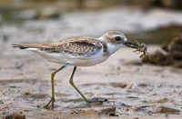 Greater Sand Plover.jpg