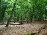 Hallands Väderö-bokskog.JPG