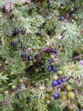 Juniperus communis at Valjala on 2005-08-11.jpg