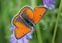 Lycaena hippothoe Ketokultasiipi IMG 9258 C.JPG