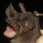 Nyctinomops laticaudatus 2.jpg