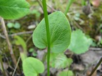 Parnassia palustris4217.jpg