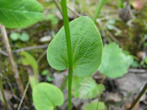 Parnassia palustris4217.jpg