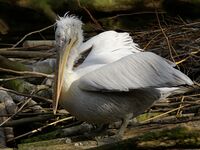 Pelecanus crispus (Antwerp Zoo).jpg