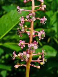 Phytolacca americana 003.JPG