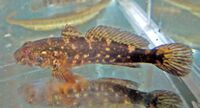 Ponticola cephalargoides 1.jpg