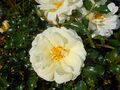 Rosa Sunny Rose 2017-10-02 6818.jpg