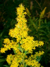 Solidago altissima1.jpg