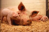Sow and five piglets.jpg