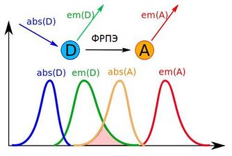 Fret&nbsp;— emission spectra scheme.svg