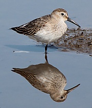 Calidris alpina sakhalina a2.JPG
