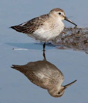 Calidris alpina sakhalina a2.JPG