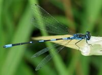 Coenagrion pulchellum.jpg