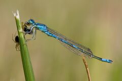 Coenagrion scitulum-male.jpg