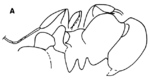 Eocenidris crassa Wilson 1985.png