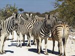 Equus quagga burchellii (group).jpg