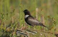 Flickr - Rainbirder - Ring Ouzel male.jpg