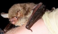 Fransenfledermaus.jpg