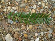 Gleditsia triacanthos 0.0 R.jpg