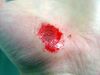 Hand Abrasion - 32 minutes after injury.JPG