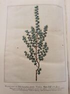 Hortus Cliffortianus (TAB. XXXII) Cliffortia foliis linearibus pilosis.jpg