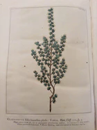 Hortus Cliffortianus (TAB. XXXII) Cliffortia foliis linearibus pilosis.jpg