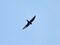 House Swift I2 filtered.jpg