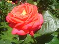 Königin der Rosen.JPG