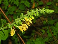 Lamiaceae - Salvia glutinosa-1.JPG
