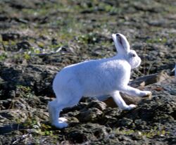 Lepus arcticus 1997-08-04.jpg