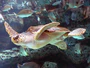 Loggerhead sea turtle