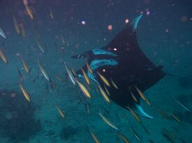 Manta birostris-Thailand8.jpg