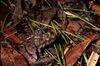 Mantidactylus corvus02.jpg