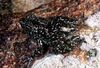 Mantidactylus lugubris.jpg