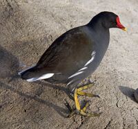 Moorhen 1c (5370646255).jpg