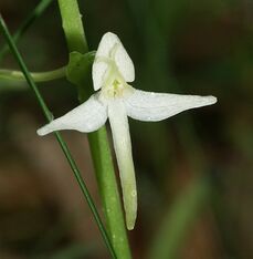 Platanthera bifolia flower 120604.jpg