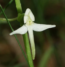 Platanthera bifolia flower 120604.jpg