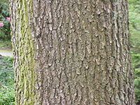 Quercus frainetto1.jpg