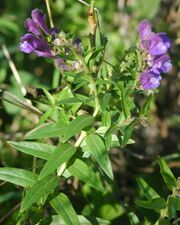 Scutellaria baicalensis flowers.jpg