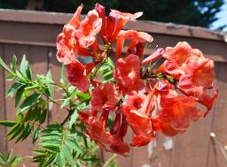 Tecoma 'Crimson Flare'.jpg