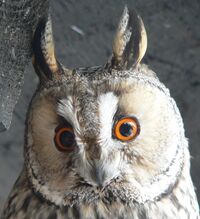 Waldohreule (Asio otus) Gesichtsschleier.jpg