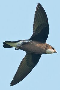 White-throated needletail Hunting over Wolotschajewka Perwaja (cropped).jpg