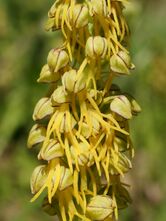 Aceras anthropophora (detail).jpg