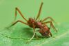 Acromyrmex octospinosus 02.jpg