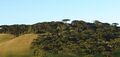 Araucárias em Caxias do Sul.JPG