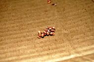 Atlas Moth EGGS1.jpg