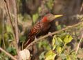 Bay Woodpecker Blythipicus pyrrhotis Mizoram (2).JPG